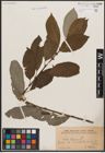 Foto von Salix caprea L.